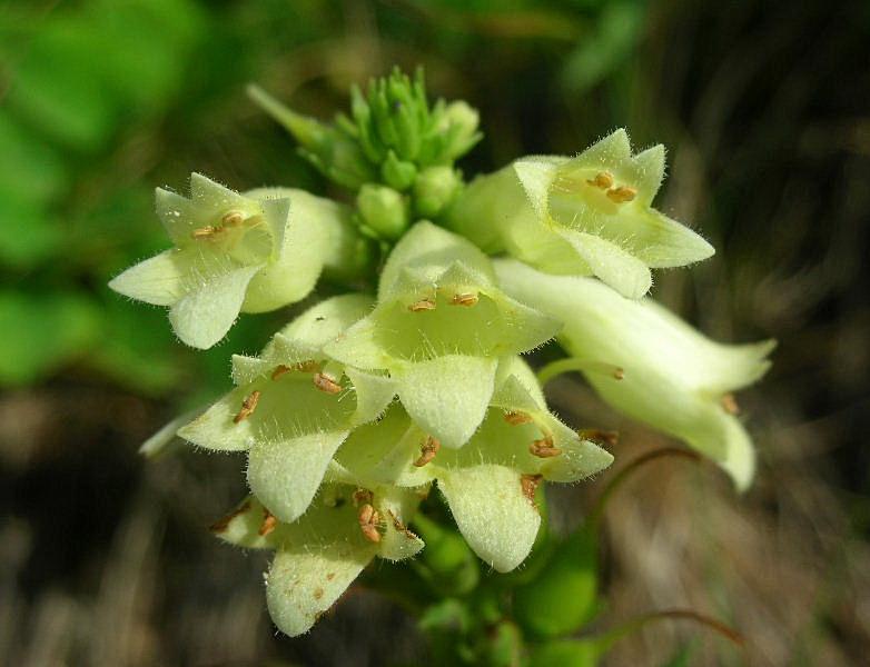 Digitalis lutea / Digitale gialla piccola